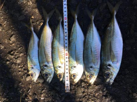 ハマチとメジロ